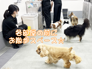 モデル犬たちのためのＷａｎ活♪